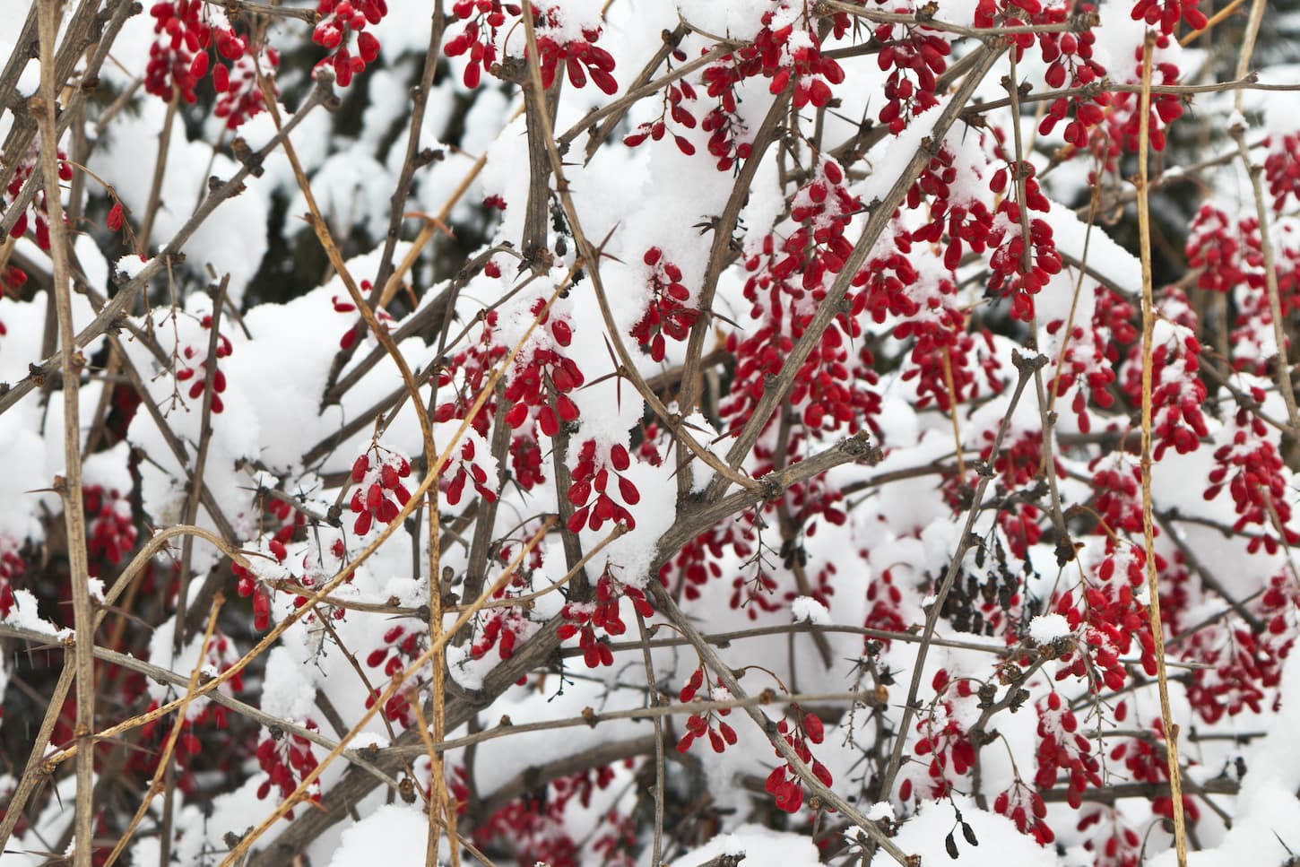 berberine diabète