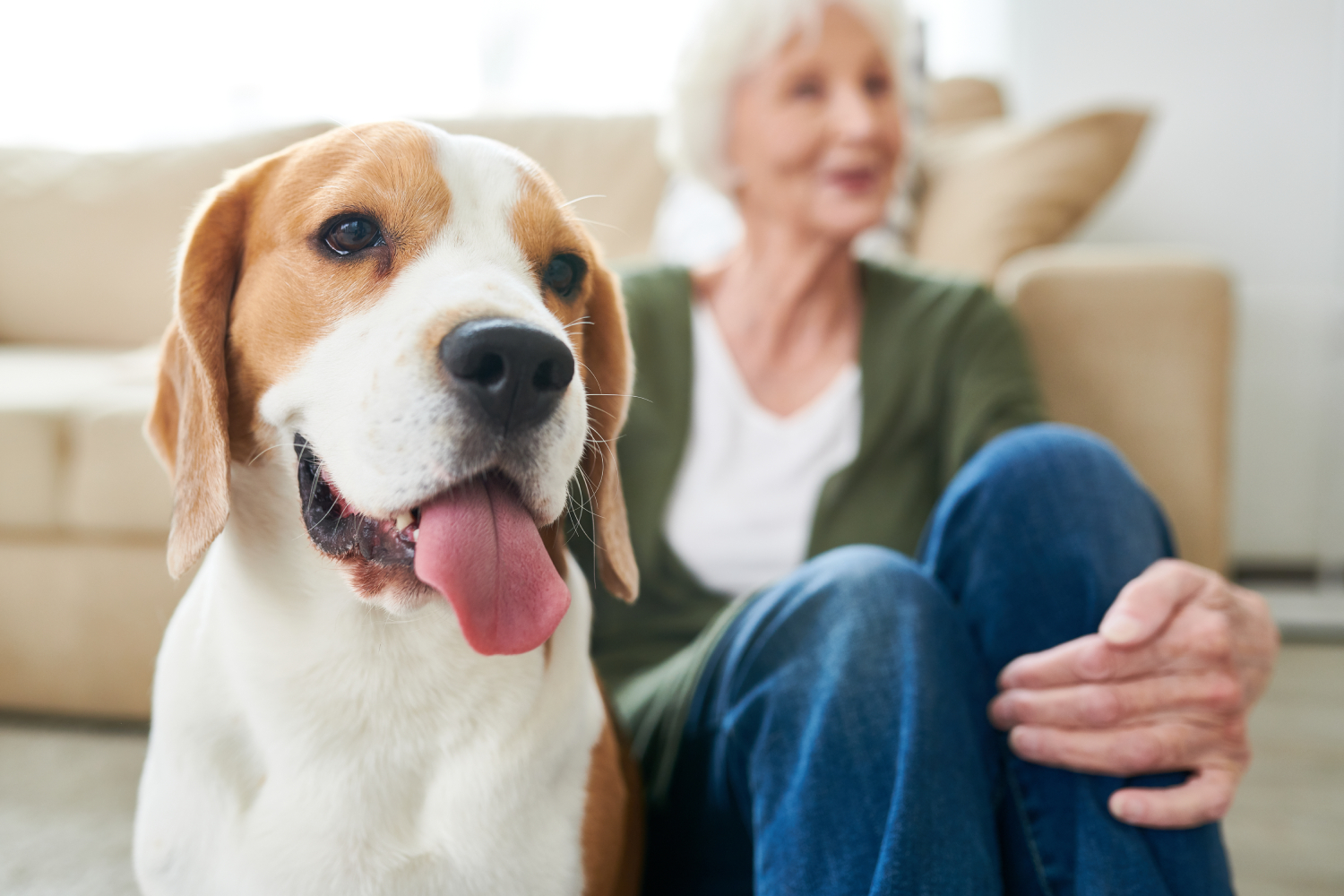animal de compagnie senior