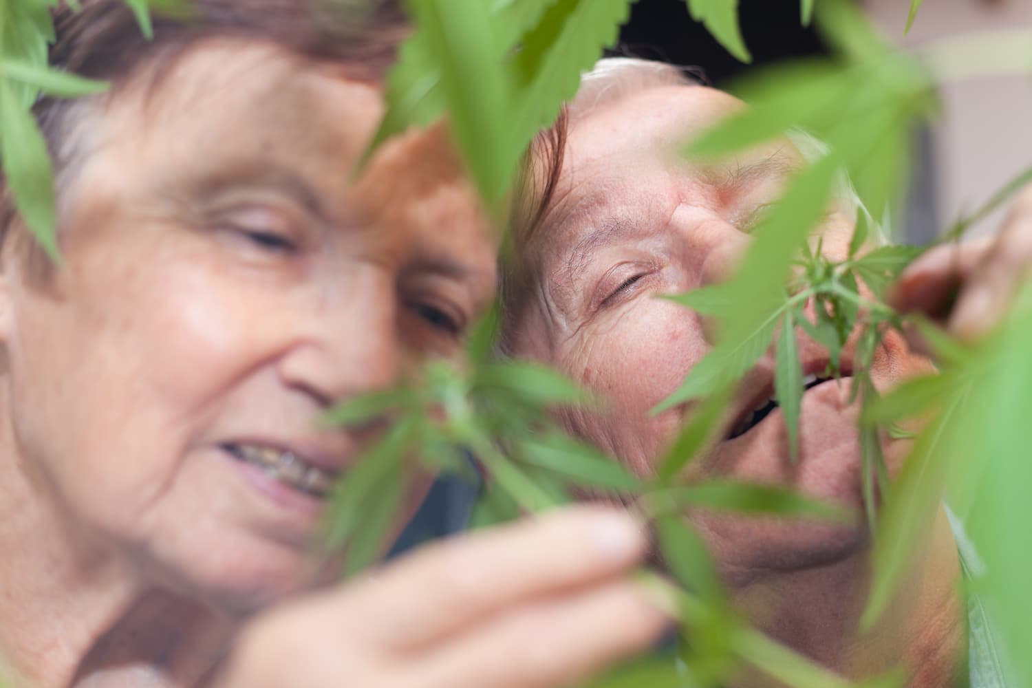 cbd senior