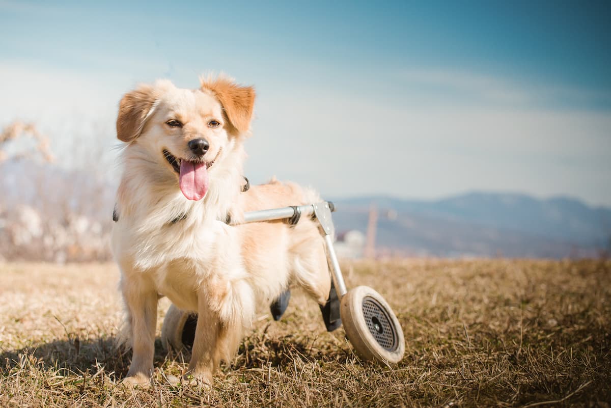 chien paralysé